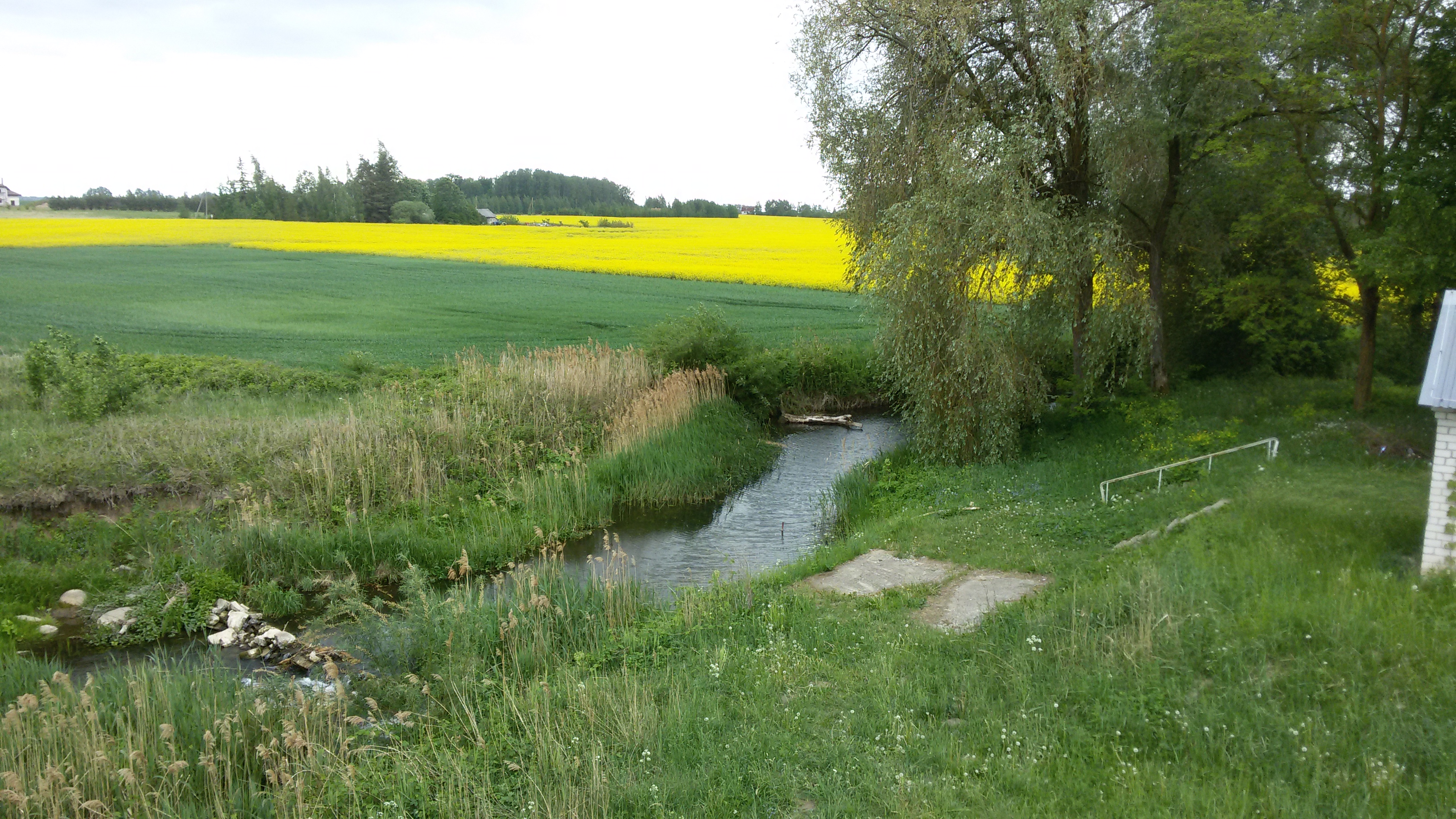 Tērvete pie Bramberģes, 26.05.2019. Foto: L. Klints.