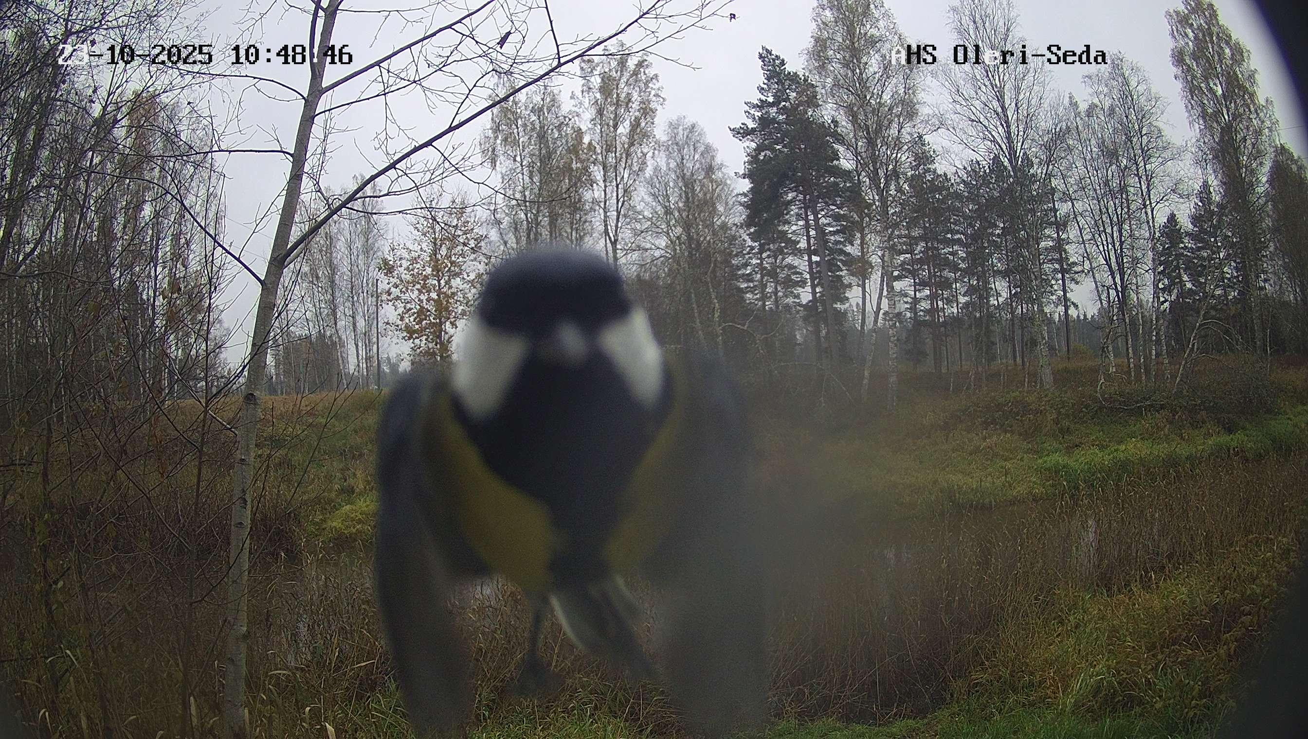 Seda pie Oleriem, 23.10.2025.