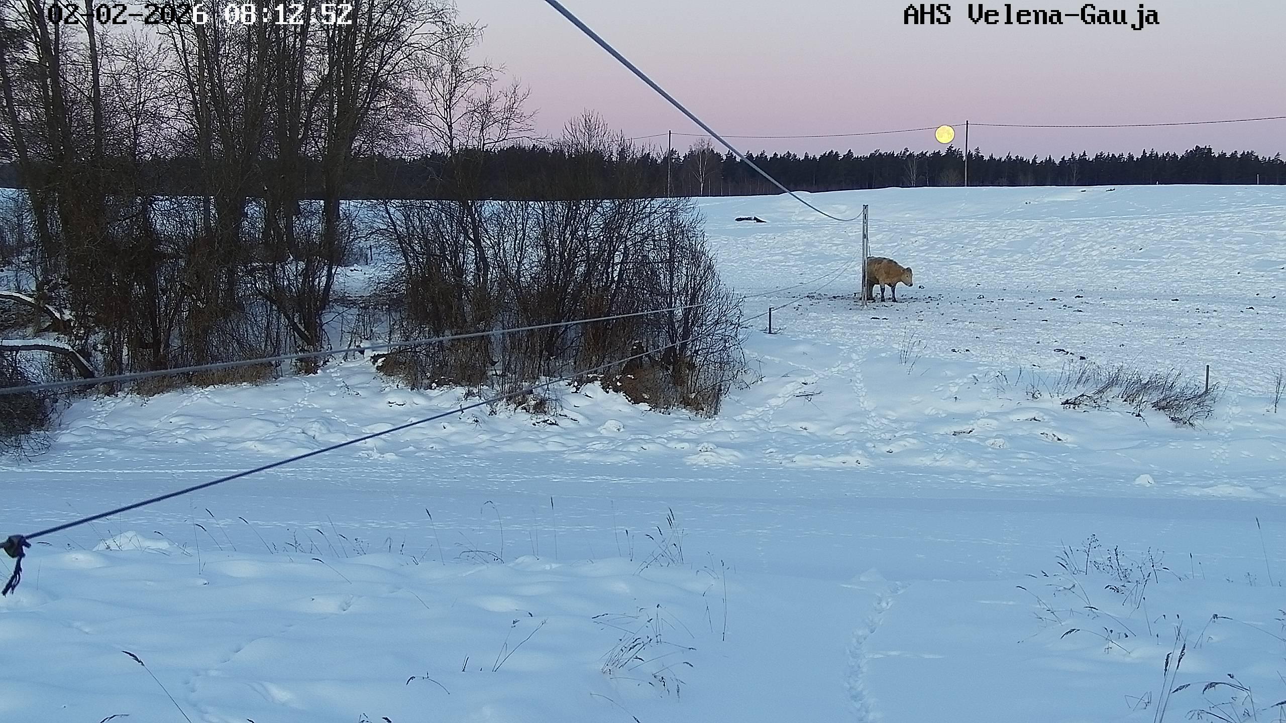Gauja pie Velēnas, 02.02.2026. 