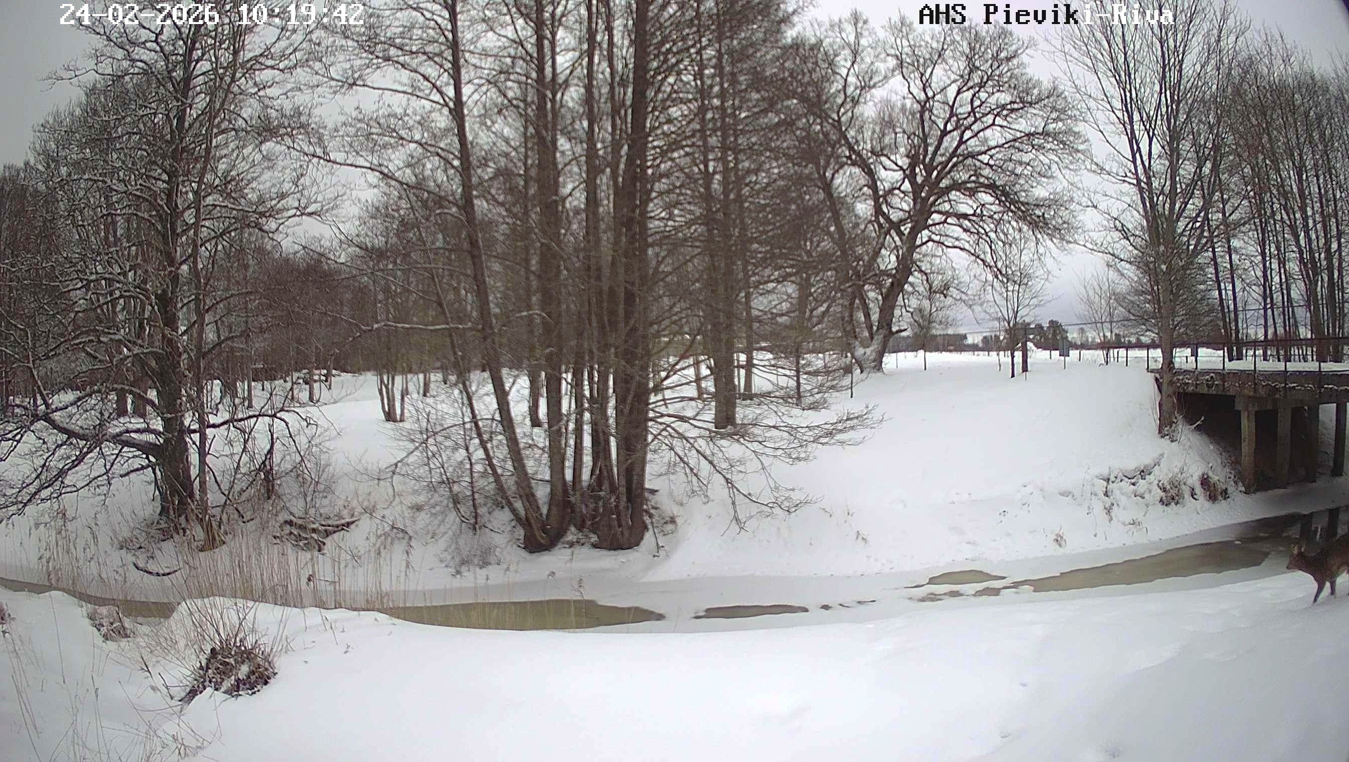Rīva pie Pieviķiem, 24.02.2026.