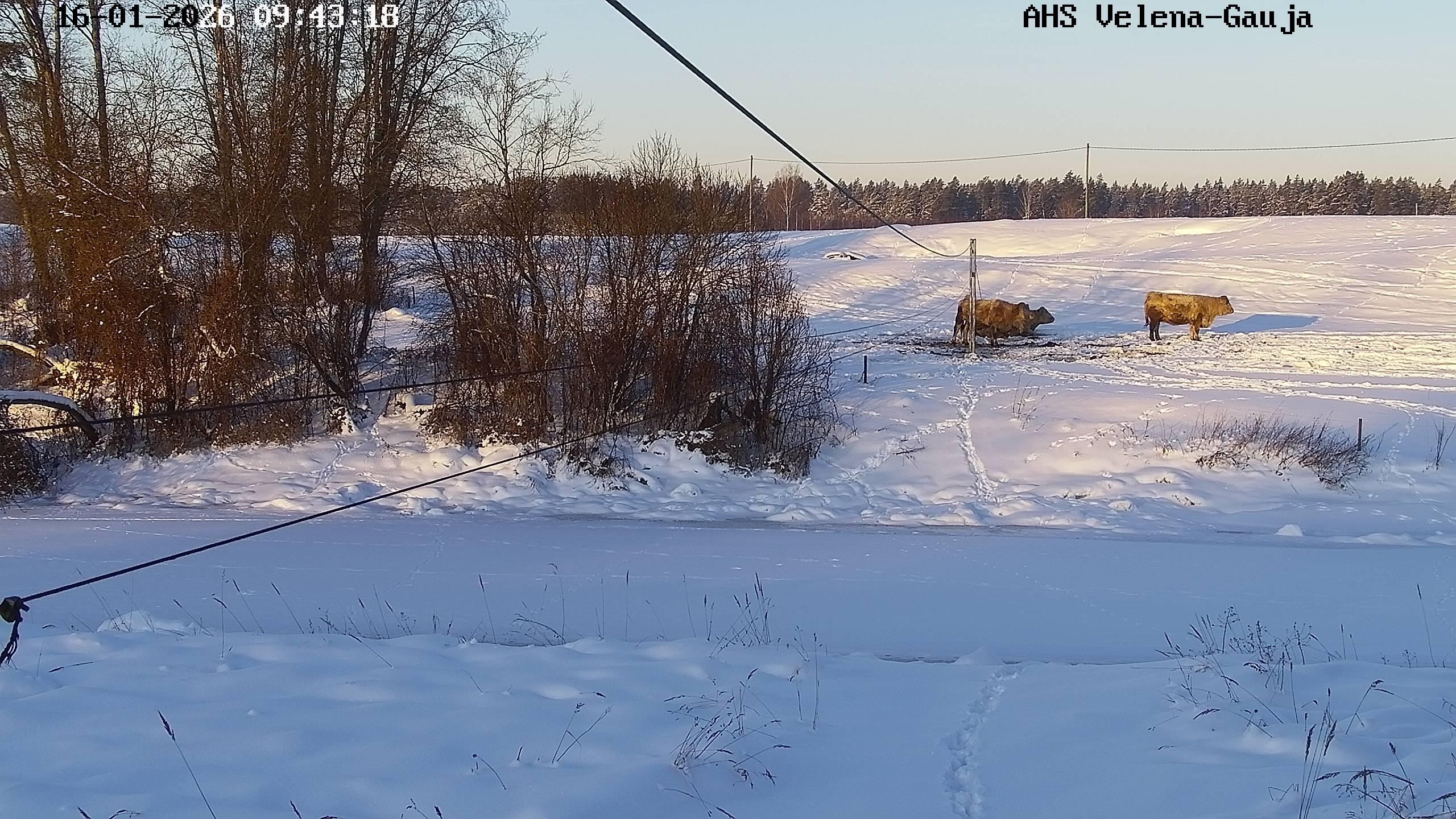 Gauja pie Velēnas, 16.01.2026.
