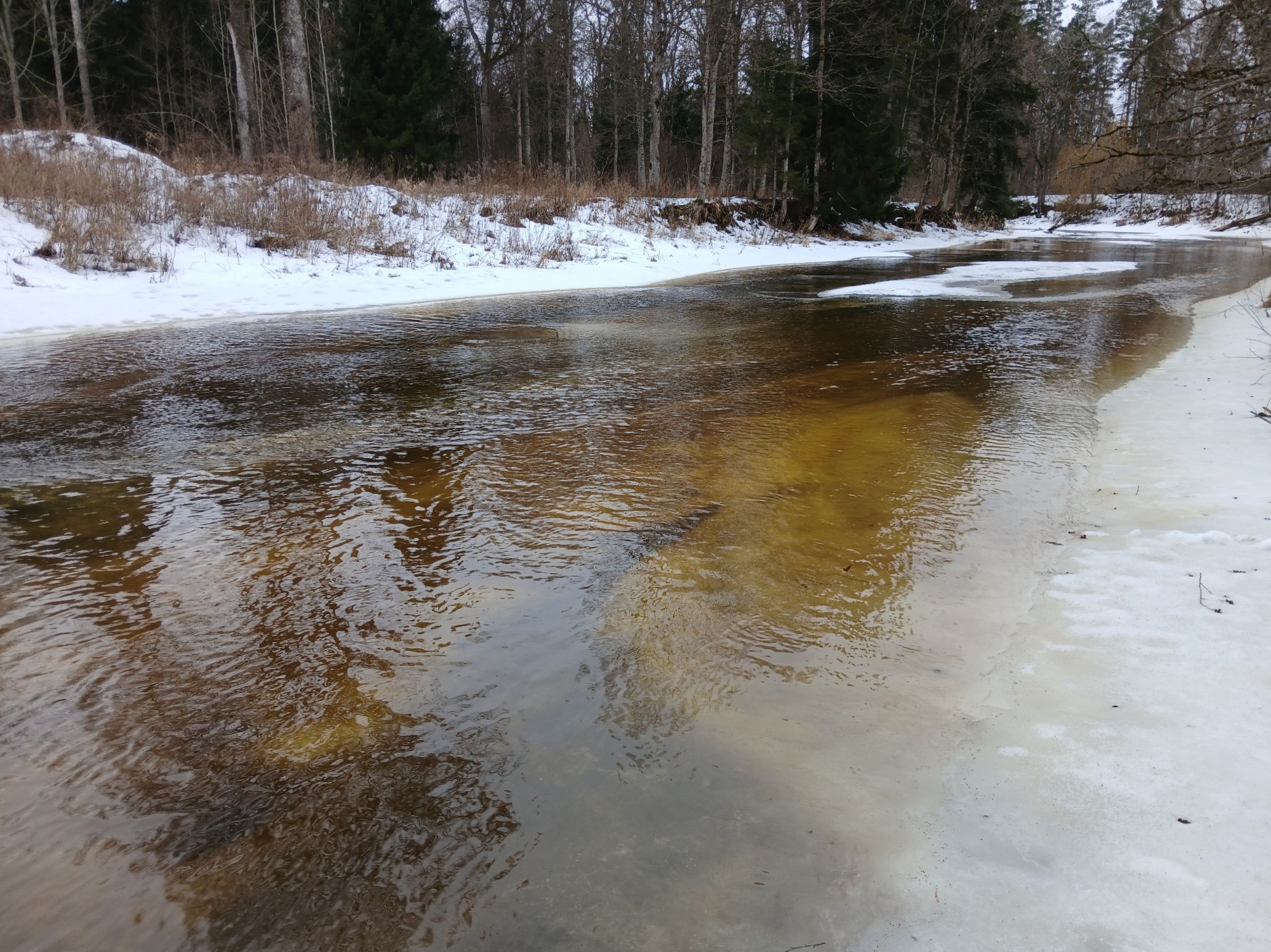 Mazā Jugla pie Stariņiem, 03.03.2026. Foto: A. Bernaus.